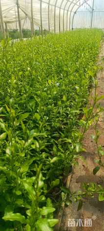 高度25厘米蓝雪花