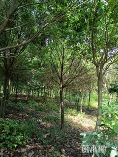 18公分红果冬青