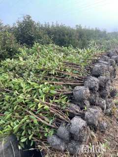 高度200厘米法国冬青