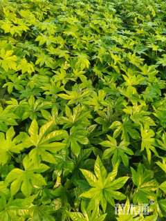 高度20厘米八角金盘