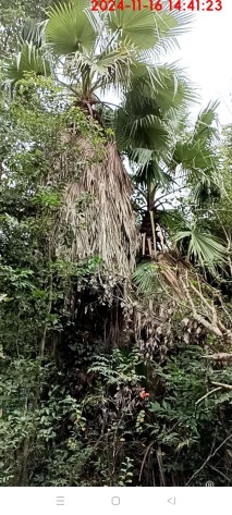 裸干高650厘米华棕