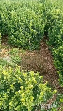 冠幅100厘米卫矛球