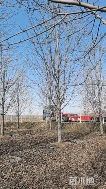 18公分美国红枫