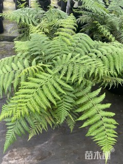 高度120厘米软树蕨
