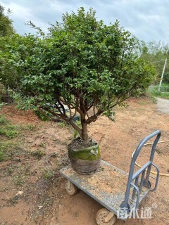 高度200厘米嘉宝果