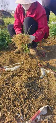 高度17厘米麦冬