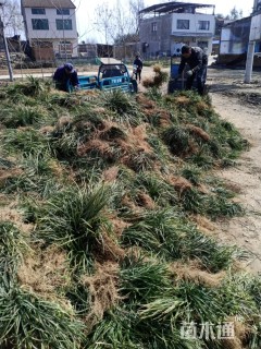 高度15厘米细叶麦冬草