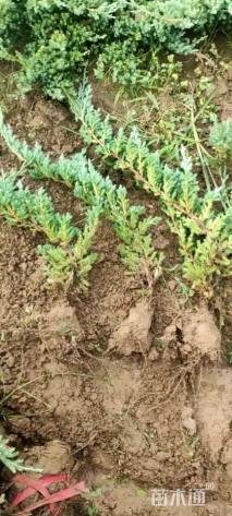 高度40厘米铺地柏