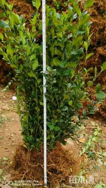 高度40厘米卫矛