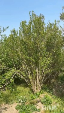 高度250厘米丛生石榴