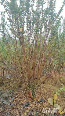 高度300厘米丛生红花紫薇