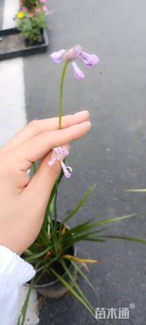 高度20厘米紫娇花