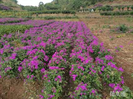 高度60厘米紫花三角梅