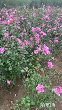 高度180厘米重瓣木槿