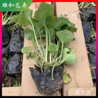 高度12厘米二月兰