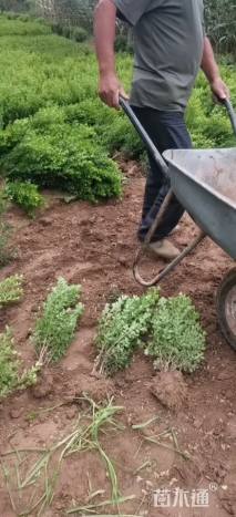 高度50厘米瓜子黄杨