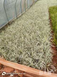 高度20厘米丽蚌草