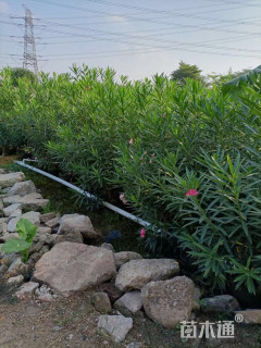 高度130厘米夹竹桃