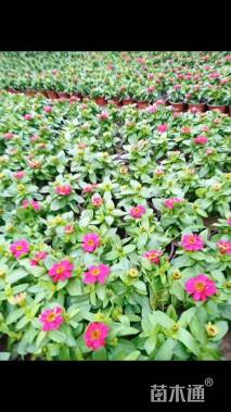 高度15厘米百日草