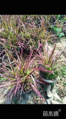 高度25厘米紫叶狼尾草