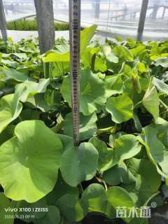 高度50厘米荷花