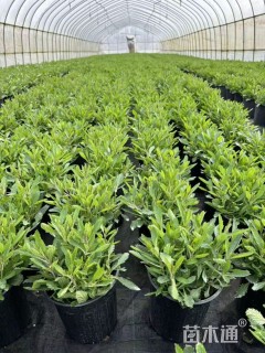 高度20厘米柳叶马鞭草