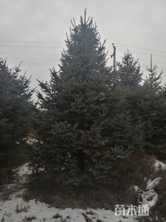 高度250厘米云杉