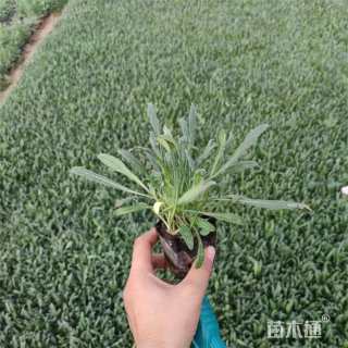 高度20厘米矢车菊