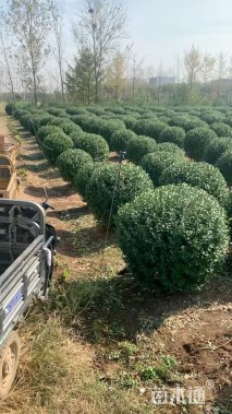 高度150厘米卫矛