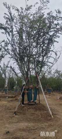 15公分(3杆)丛生朴树