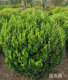 冠幅100厘米小叶黄杨球