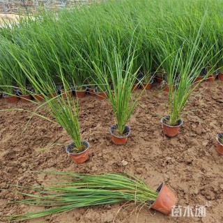 高度90厘米拂子茅