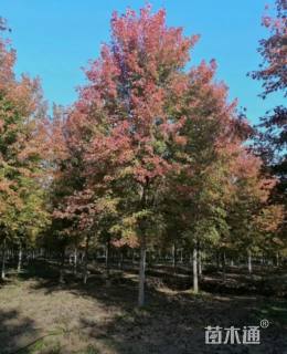 17公分美国红枫