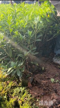 高度40厘米春鹃