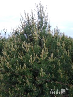 高度500厘米白皮松