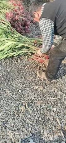 高度100厘米夹竹桃