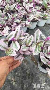 精品婚礼油画    基地自产自销