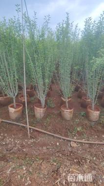 高度150厘米木槿