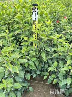 高度10厘米大红花