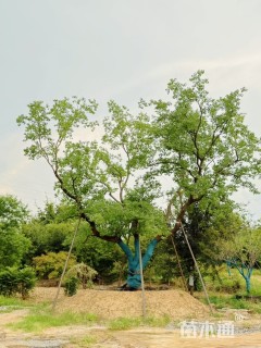 100公分(3杆)丛生乌桕