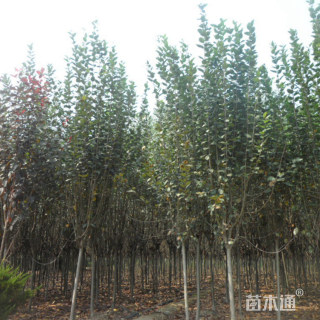 12公分西府海棠