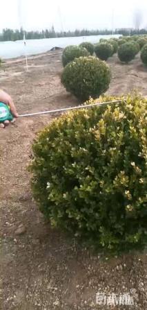 高度40厘米瓜子黄杨