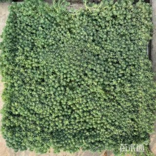 高度5厘米佛甲草