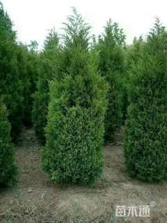 高度200厘米塔柏