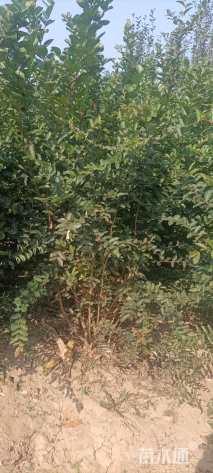 高度120厘米丛生紫薇