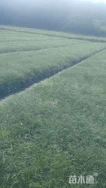 高度25厘米麦冬