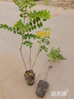 高度50厘米紫穗槐