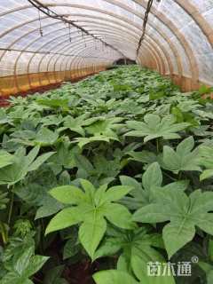 25厘米八角金盘小苗