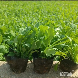 高度12厘米冰岛虞美人