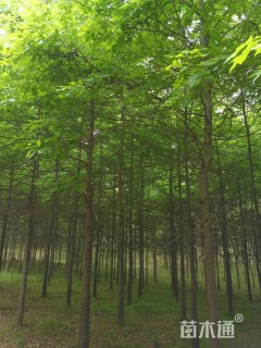 8公分北美红栎